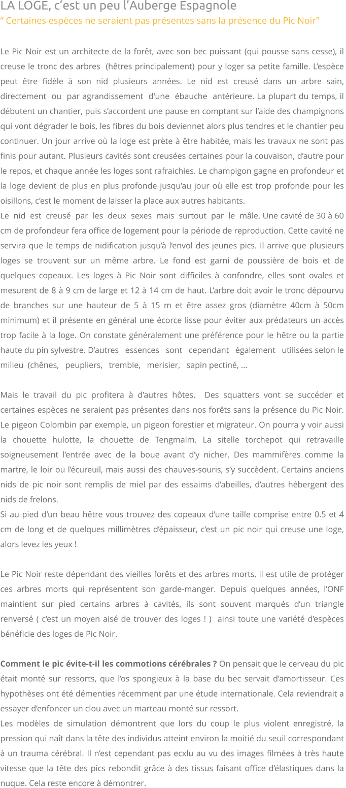 LA LOGE, c’est un peu l’Auberge Espagnole “ Certaines espèces ne seraient pas présentes sans la présence du Pic Noir”  Le Pic Noir est un architecte de la forêt, avec son bec puissant (qui pousse sans cesse), il creuse le tronc des arbres  (hêtres principalement) pour y loger sa petite famille. L’espèce  peut  être  fidèle  à  son  nid  plusieurs  années.  Le  nid  est  creusé  dans  un  arbre  sain,  directement  ou  par agrandissement  d'une  ébauche  antérieure. La plupart du temps, il débutent un chantier, puis s’accordent une pause en comptant sur l’aide des champignons qui vont dégrader le bois, les fibres du bois deviennet alors plus tendres et le chantier peu continuer. Un jour arrive où la loge est prète à être habitée, mais les travaux ne sont pas finis pour autant. Plusieurs cavités sont creusées certaines pour la couvaison, d’autre pour le repos, et chaque année les loges sont rafraichies. Le champigon gagne en profondeur et la loge devient de plus en plus profonde jusqu’au jour où elle est trop profonde pour les oisillons, c’est le moment de laisser la place aux autres habitants.  Le  nid  est  creusé  par  les  deux  sexes  mais  surtout  par  le  mâle. Une cavité de 30 à 60 cm de profondeur fera office de logement pour la période de reproduction. Cette cavité ne servira que le temps de nidification jusqu’à l’envol des jeunes pics. Il arrive que plusieurs loges se trouvent sur un même arbre. Le fond est garni de poussière de bois et de quelques copeaux. Les loges à Pic Noir sont difficiles à confondre, elles sont ovales et mesurent de 8 à 9 cm de large et 12 à 14 cm de haut. L’arbre doit avoir le tronc dépourvu de branches sur une hauteur de 5 à 15 m et être assez gros (diamètre 40cm à 50cm minimum) et il présente en général une écorce lisse pour éviter aux prédateurs un accès trop facile à la loge. On constate généralement une préférence pour le hêtre ou la partie haute du pin sylvestre. D’autres   essences   sont   cependant   également   utilisées selon le milieu  (chênes,   peupliers,   tremble,   merisier,   sapin pectiné, ...  Mais le travail du pic profitera à d’autres hôtes.  Des squatters vont se succéder et certaines espèces ne seraient pas présentes dans nos forêts sans la présence du Pic Noir. Le pigeon Colombin par exemple, un pigeon forestier et migrateur. On pourra y voir aussi la chouette hulotte, la chouette de Tengmalm. La sitelle torchepot qui retravaille soigneusement l’entrée avec de la boue avant d’y nicher. Des mammifères comme la martre, le loir ou l’écureuil, mais aussi des chauves-souris, s’y succèdent. Certains anciens nids de pic noir sont remplis de miel par des essaims d’abeilles, d’autres hébergent des nids de frelons.  Si au pied d’un beau hêtre vous trouvez des copeaux d’une taille comprise entre 0.5 et 4 cm de long et de quelques millimètres d’épaisseur, c’est un pic noir qui creuse une loge, alors levez les yeux !   Le Pic Noir reste dépendant des vieilles forêts et des arbres morts, il est utile de protéger ces arbres morts qui représentent son garde-manger. Depuis quelques années, l’ONF maintient sur pied certains arbres à cavités, ils sont souvent marqués d’un triangle renversé ( c’est un moyen aisé de trouver des loges ! )  ainsi toute une variété d’espèces bénéficie des loges de Pic Noir.  Comment le pic évite-t-il les commotions cérébrales ? On pensait que le cerveau du pic était monté sur ressorts, que l’os spongieux à la base du bec servait d’amortisseur. Ces hypothèses ont été démenties récemment par une étude internationale. Cela reviendrait a essayer d’enfoncer un clou avec un marteau monté sur ressort.Les modèles de simulation démontrent que lors du coup le plus violent enregistré, la pression qui naît dans la tête des individus atteint environ la moitié du seuil correspondant à un trauma cérébral. Il n’est cependant pas ecxlu au vu des images filmées à très haute vitesse que la tête des pics rebondit grâce à des tissus faisant office d’élastiques dans la nuque. Cela reste encore à démontrer.