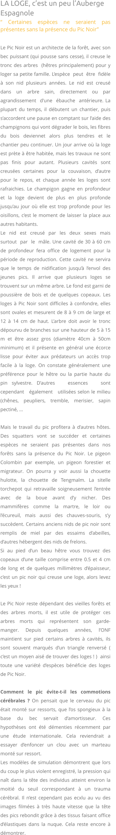 LA LOGE, c’est un peu l’Auberge Espagnole “ Certaines espèces ne seraient pas présentes sans la présence du Pic Noir”  Le Pic Noir est un architecte de la forêt, avec son bec puissant (qui pousse sans cesse), il creuse le tronc des arbres  (hêtres principalement) pour y loger sa petite famille. L’espèce  peut  être  fidèle  à  son  nid  plusieurs  années.  Le  nid  est  creusé  dans  un  arbre  sain,  directement  ou  par agrandissement  d'une  ébauche  antérieure. La plupart du temps, il débutent un chantier, puis s’accordent une pause en comptant sur l’aide des champignons qui vont dégrader le bois, les fibres du bois deviennet alors plus tendres et le chantier peu continuer. Un jour arrive où la loge est prète à être habitée, mais les travaux ne sont pas finis pour autant. Plusieurs cavités sont creusées certaines pour la couvaison, d’autre pour le repos, et chaque année les loges sont rafraichies. Le champigon gagne en profondeur et la loge devient de plus en plus profonde jusqu’au jour où elle est trop profonde pour les oisillons, c’est le moment de laisser la place aux autres habitants.  Le  nid  est  creusé  par  les  deux  sexes  mais  surtout  par  le  mâle. Une cavité de 30 à 60 cm de profondeur fera office de logement pour la période de reproduction. Cette cavité ne servira que le temps de nidification jusqu’à l’envol des jeunes pics. Il arrive que plusieurs loges se trouvent sur un même arbre. Le fond est garni de poussière de bois et de quelques copeaux. Les loges à Pic Noir sont difficiles à confondre, elles sont ovales et mesurent de 8 à 9 cm de large et 12 à 14 cm de haut. L’arbre doit avoir le tronc dépourvu de branches sur une hauteur de 5 à 15 m et être assez gros (diamètre 40cm à 50cm minimum) et il présente en général une écorce lisse pour éviter aux prédateurs un accès trop facile à la loge. On constate généralement une préférence pour le hêtre ou la partie haute du pin sylvestre. D’autres   essences   sont   cependant   également   utilisées selon le milieu  (chênes,   peupliers,   tremble,   merisier,   sapin pectiné, ...  Mais le travail du pic profitera à d’autres hôtes.  Des squatters vont se succéder et certaines espèces ne seraient pas présentes dans nos forêts sans la présence du Pic Noir. Le pigeon Colombin par exemple, un pigeon forestier et migrateur. On pourra y voir aussi la chouette hulotte, la chouette de Tengmalm. La sitelle torchepot qui retravaille soigneusement l’entrée avec de la boue avant d’y nicher. Des mammifères comme la martre, le loir ou l’écureuil, mais aussi des chauves-souris, s’y succèdent. Certains anciens nids de pic noir sont remplis de miel par des essaims d’abeilles, d’autres hébergent des nids de frelons.  Si au pied d’un beau hêtre vous trouvez des copeaux d’une taille comprise entre 0.5 et 4 cm de long et de quelques millimètres d’épaisseur, c’est un pic noir qui creuse une loge, alors levez les yeux !   Le Pic Noir reste dépendant des vieilles forêts et des arbres morts, il est utile de protéger ces arbres morts qui représentent son garde-manger. Depuis quelques années, l’ONF maintient sur pied certains arbres à cavités, ils sont souvent marqués d’un triangle renversé ( c’est un moyen aisé de trouver des loges ! )  ainsi toute une variété d’espèces bénéficie des loges de Pic Noir.  Comment le pic évite-t-il les commotions cérébrales ? On pensait que le cerveau du pic était monté sur ressorts, que l’os spongieux à la base du bec servait d’amortisseur. Ces hypothèses ont été démenties récemment par une étude internationale. Cela reviendrait a essayer d’enfoncer un clou avec un marteau monté sur ressort.Les modèles de simulation démontrent que lors du coup le plus violent enregistré, la pression qui naît dans la tête des individus atteint environ la moitié du seuil correspondant à un trauma cérébral. Il n’est cependant pas ecxlu au vu des images filmées à très haute vitesse que la tête des pics rebondit grâce à des tissus faisant office d’élastiques dans la nuque. Cela reste encore à démontrer.