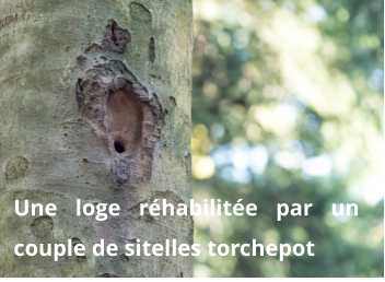 Une loge réhabilitée par un couple de sitelles torchepot